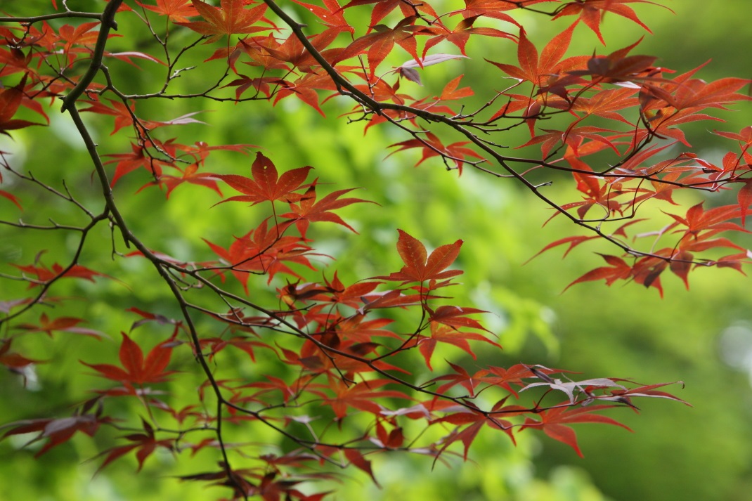 ＜５＞西山の里・桃源　花菖蒲まつり　茶室・晏如庵　２０１４・０６・２１_e0143883_20394325.jpg