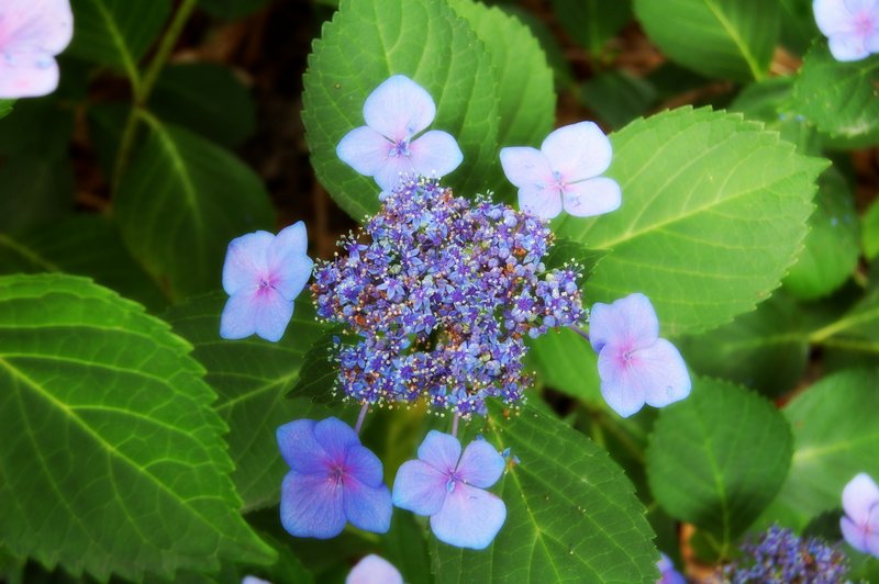 近所の紫陽花_c0057390_2113341.jpg