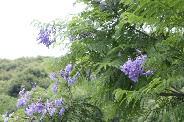 合歓の花咲く_e0272895_2115017.jpg