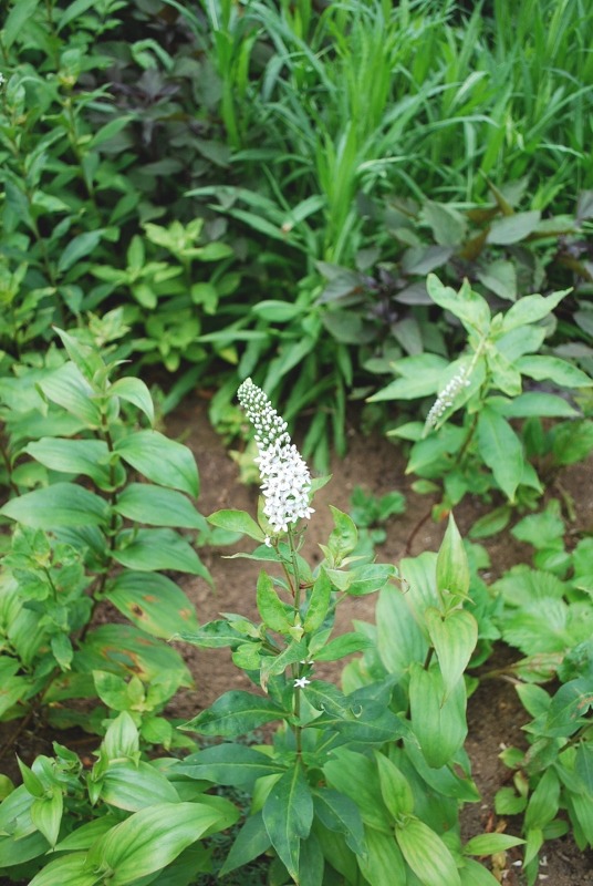 e0025300_021242.jpg
