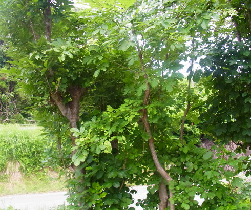 d0251807_18472010.jpg
