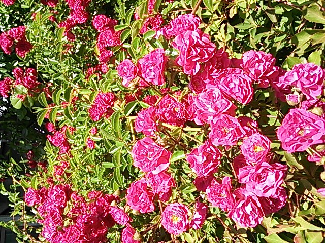 a0073915_8451783.jpg