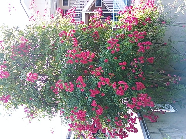 a0073915_857542.jpg