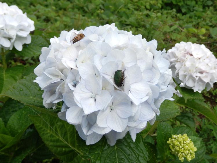 散歩部活動報告 「紫陽花のある風景　２０１４」_e0142619_19102628.jpg