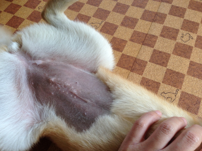 避妊手術 抜糸後 柴犬ななこの Buddy Life