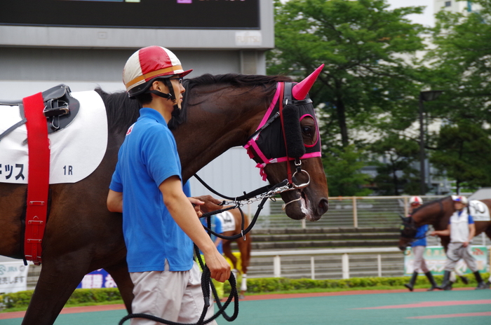 ビーディキッス 10戦目＠大井競馬場 1R　2014.6.24_d0284128_194117100.jpg