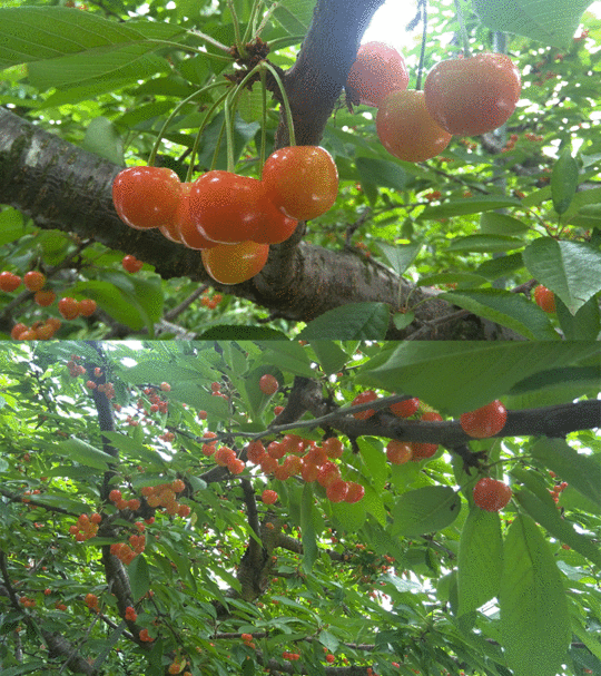 b0036733_17122641.gif