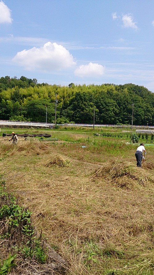 草刈りです。。。暑いです・・・くたびれました。。。_f0065444_20295665.jpg