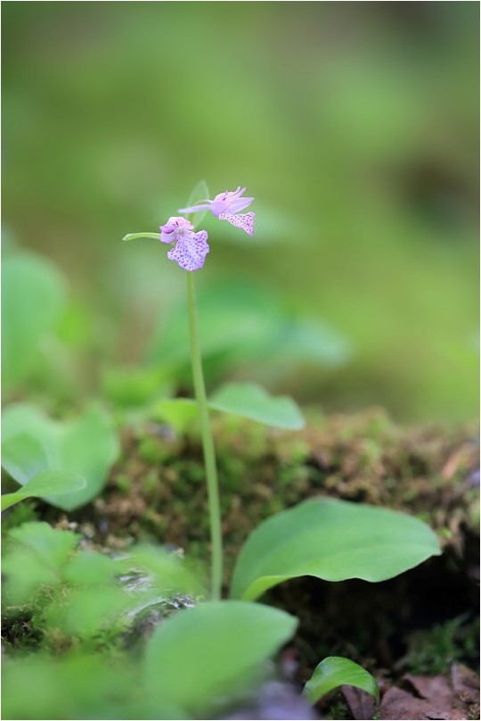 信州の花旅　Ⅷ　　八千穂高原から_e0091347_701664.jpg