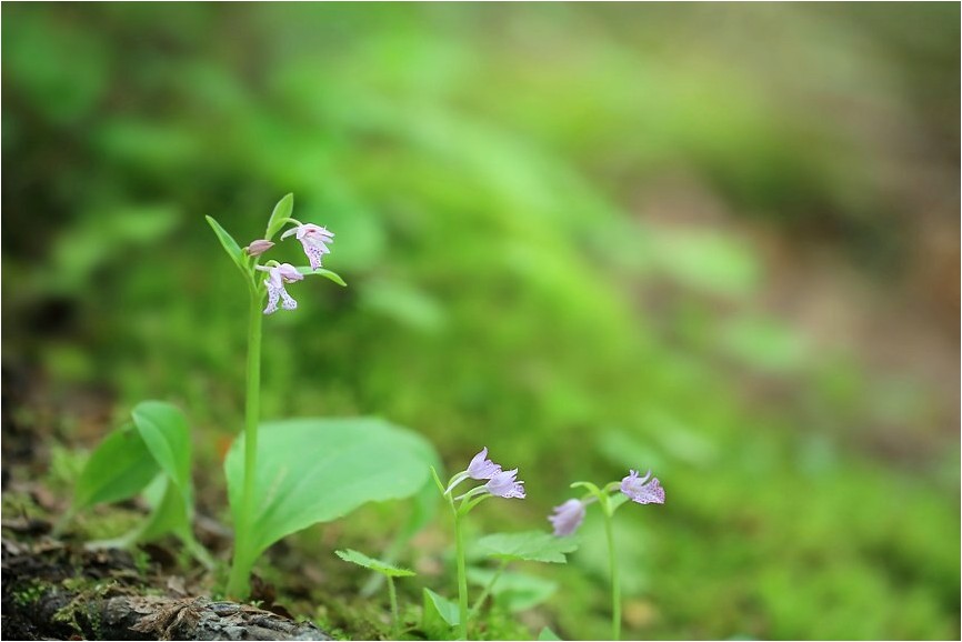 信州の花旅　Ⅷ　　八千穂高原から_e0091347_70387.jpg