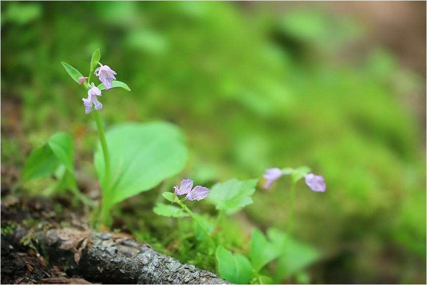 信州の花旅　Ⅷ　　八千穂高原から_e0091347_704886.jpg