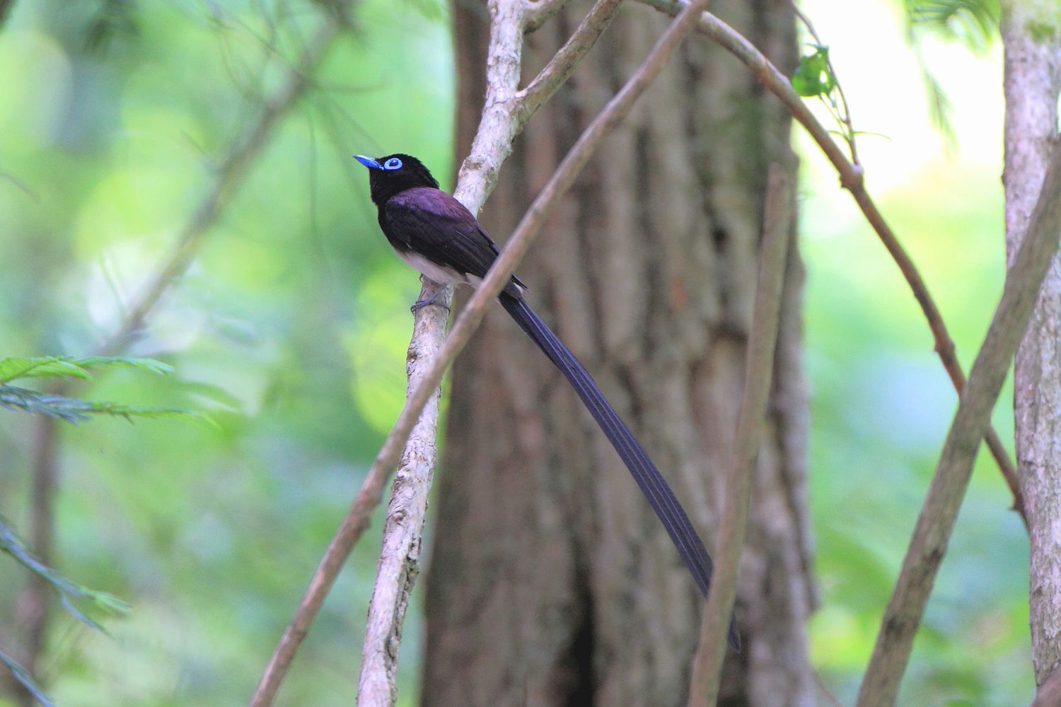 山奥のサンコウチョウとカワガラスの親子_b0184848_913185.jpg