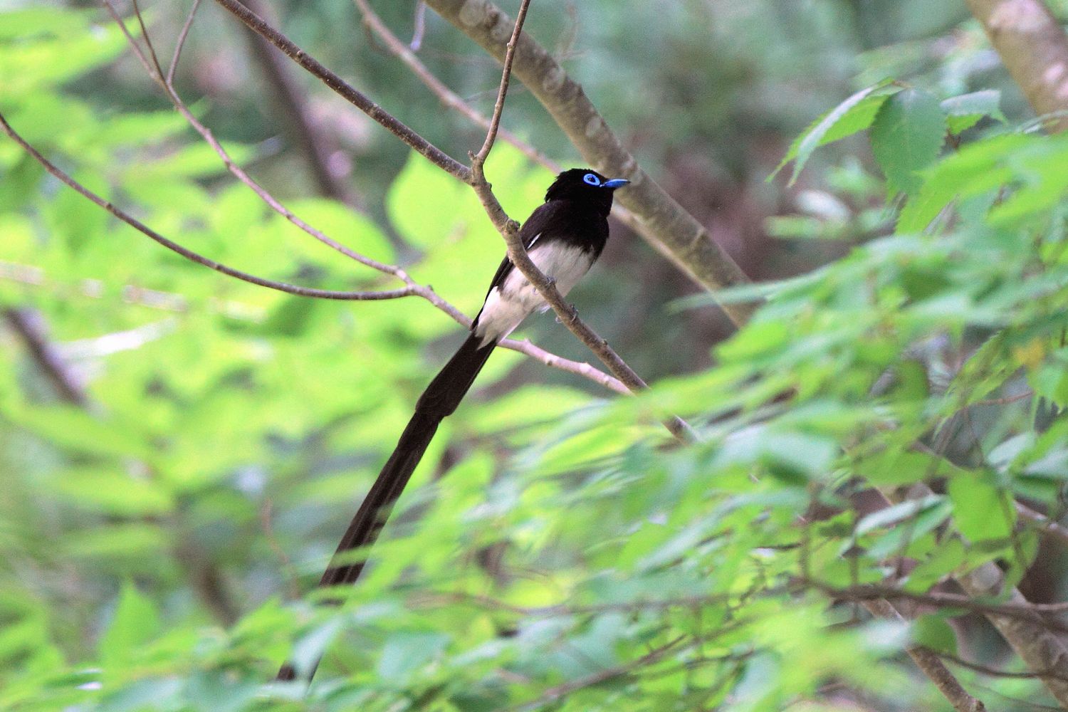 山奥のサンコウチョウとカワガラスの親子_b0184848_9132416.jpg