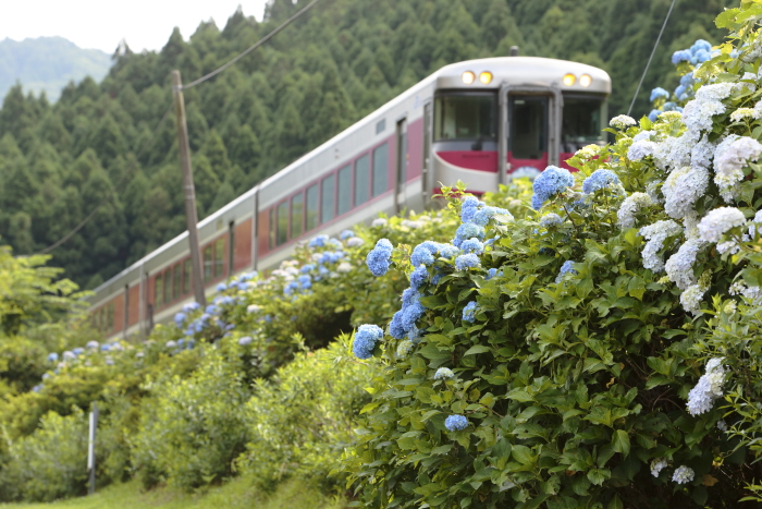 「まだまだ紫陽花！播但線」６月２３日号_d0144549_11473100.jpg