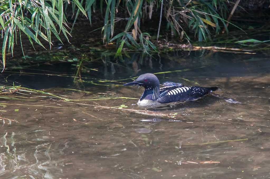 高崎にいた夏羽のシロエリオオハム_f0044056_07412660.jpg