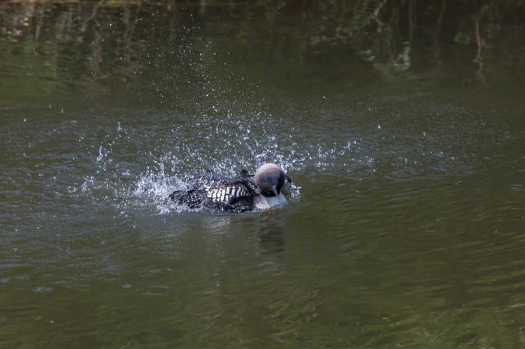 高崎にいた夏羽のシロエリオオハム_f0044056_07455070.jpg