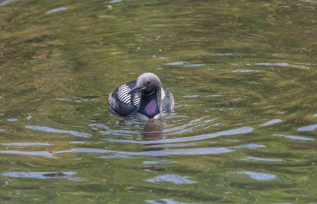 高崎にいた夏羽のシロエリオオハム_f0044056_08383425.jpg