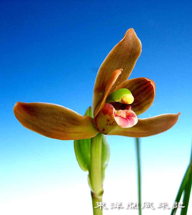 豆弁蘭「桃兜花」　　　　　　　　　　　　　　　　　　　No.1409_d0103457_1112626.jpg