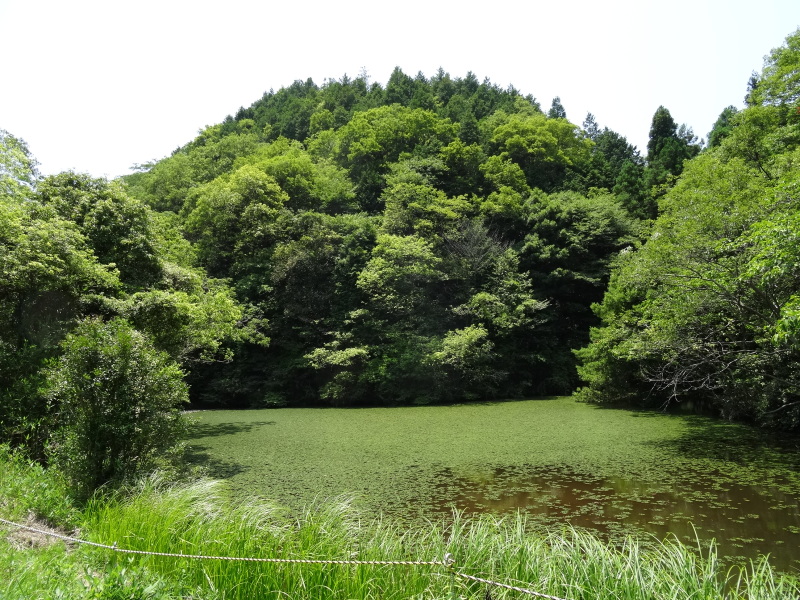 和歌山大学：システム工学部環境システム学科３年生野外実習『生態環境実験実習』  in　孝子の森_c0108460_22460944.jpg