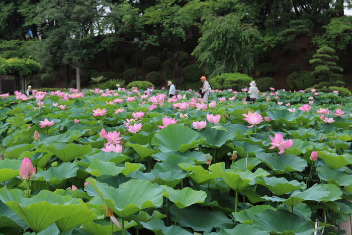 ピンクの妖精☆大賀ハス♪　千葉公園　１_d0152261_19195079.jpg