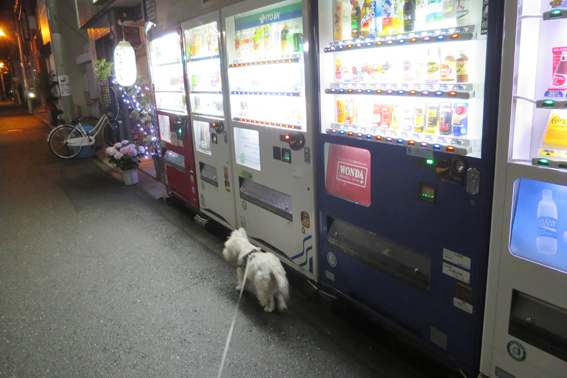 夜の散歩コース。_b0107163_1242058.jpg