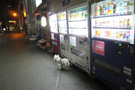 夜の散歩コース。_b0107163_1242762.jpg