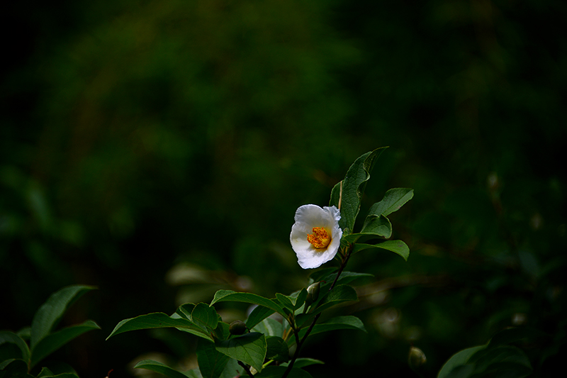 沙羅双樹の寺_c0317868_18174706.jpg