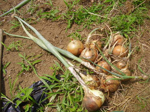 芽が出たタマネギを植えた実験結果報告 素人百姓日記 有機無農薬野菜作りの記録