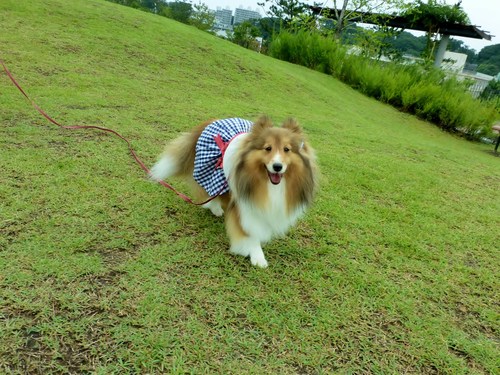 雨上がり、大空の下でのびのび遊びました～_a0157174_2162228.jpg