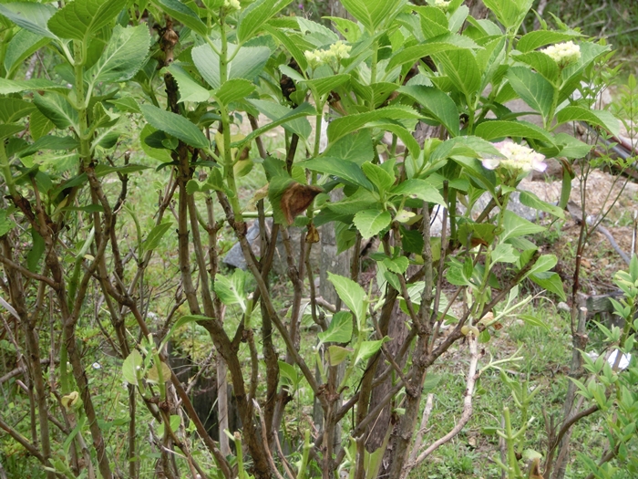 a0199979_15514213.jpg