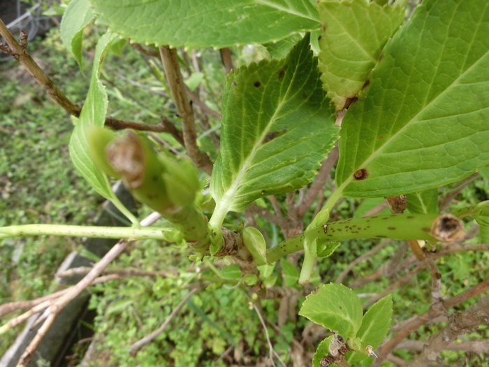 a0199979_15554250.jpg