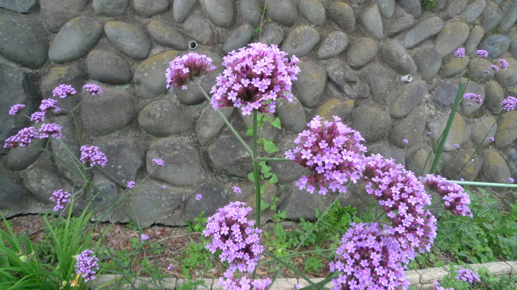 c0212083_15534879.jpg
