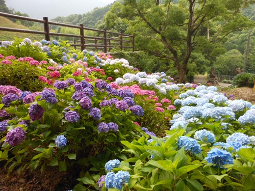 紫陽花の咲く山へお出かけ♪_b0096584_15133777.jpg