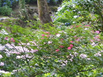 b0096584_15504471.jpg