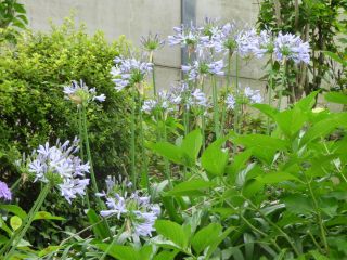 2014年6月24日 海のち森_b0098584_19563299.jpg