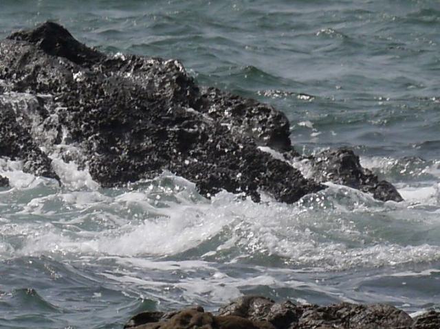 トビが旋回していた「照ヶ崎海岸（こゆるぎの浜）」　日本の渚100選_d0088184_20593546.jpg