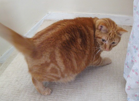 尻尾ぶんぶん猫 Der Liebling 蚤の市フリークの雑貨手帳