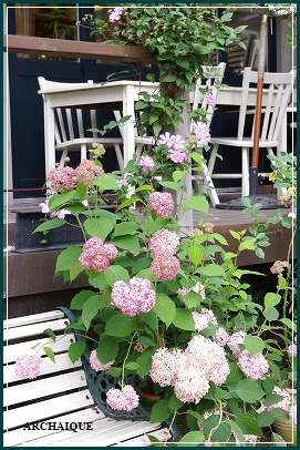 *アナベル:紫陽花*_c0207890_15152725.jpg