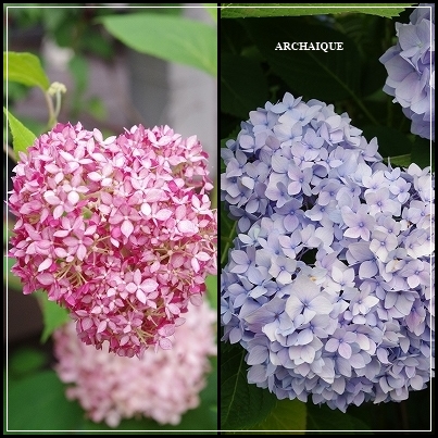 *アナベル:紫陽花*_c0207890_15161311.jpg