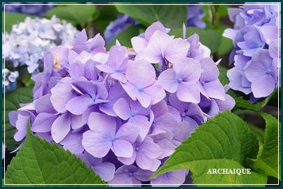 *アナベル:紫陽花*_c0207890_15164210.jpg