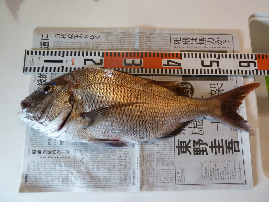 大きい「真鯛」が釣れました!_f0150893_10391597.jpg