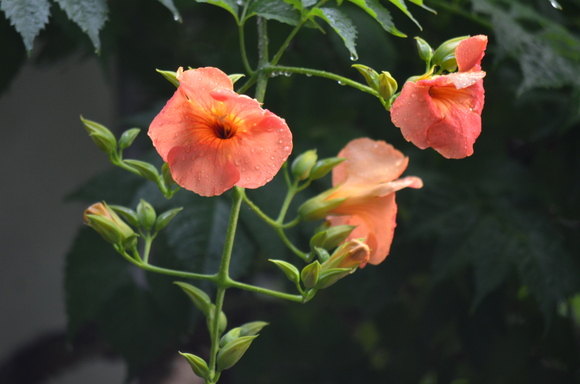 a0288500_78586.jpg