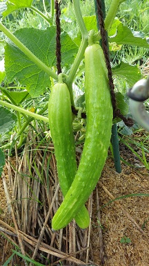 c0280206_53139.jpg