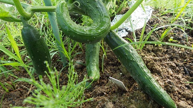 c0280206_54401.jpg