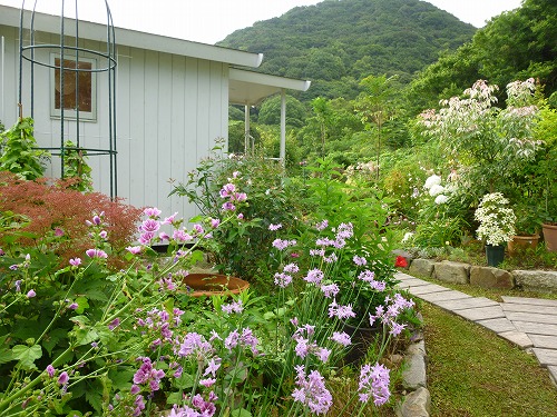 我が家の庭は花いっぱーい～♪_d0172010_17174317.jpg