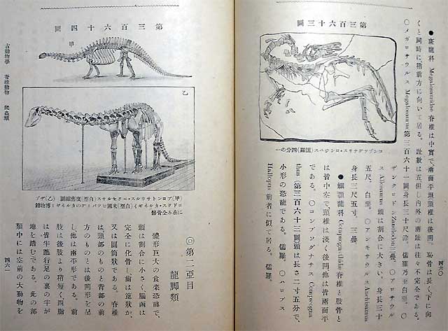 古生物学綱要_e0045113_22224285.jpg