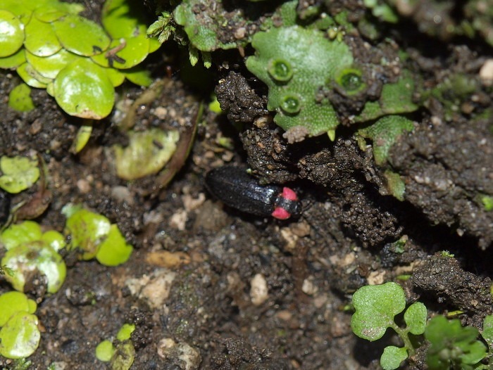 ヘイケボタル_c0116915_095627.jpg