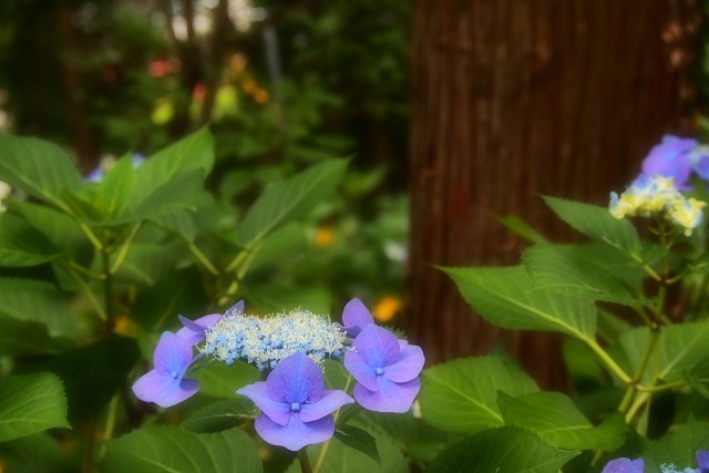 紫陽花めぐり　安養寺_d0295818_14484348.jpg