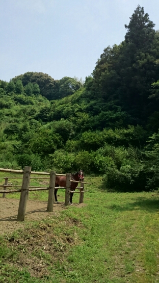 動物たちの_b0187620_21219.jpg