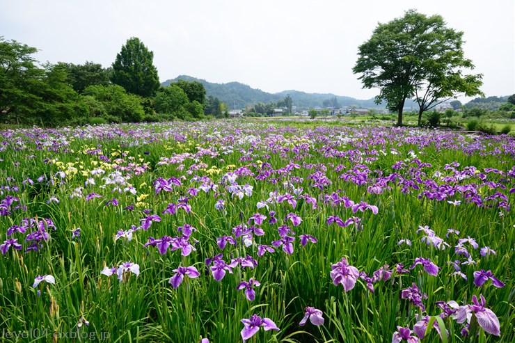 野の花自然公園花之江の郷 ～ハナショウブ～_d0319222_13364775.jpg